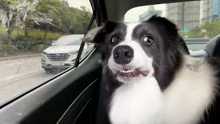 When the Smart Border Collie Realizes She’s Going to the Vet [upl. by Waddell]