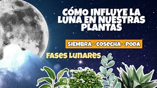 COMO SEMBRAR COSECHAR Y PODAR CON LA LUNA  Las fases lunares y su influencia sobre las plantas [upl. by Llehsram]