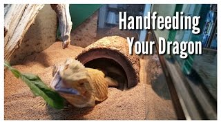 Hand Feeding Your Bearded Dragon [upl. by Nonnarb]