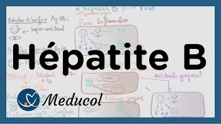 Hépatite B transmission symptômes et interpréter la sérologie hepatite B [upl. by Lynelle788]