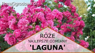 Róża pnąca LAGUNA® [upl. by Monda]