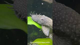 Pleco eating algae wafers CLOSE UP [upl. by Attemaj]