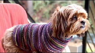 Learn to Knit a Seamless Dog Sweater [upl. by Borer]