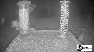 LIVE Birdfeeder camera in Devon  Birds and woodland wildlife [upl. by Dorion]