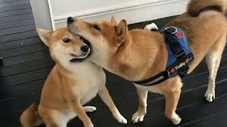 Funniest Shiba Inu Compilation 2  Best Funny Shiba Inu Videos 2018 [upl. by Anica]