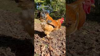 Gentle Giant Buff Brahma Rooster TheCuddlyRoosterFarms roosters farmanimals poultryfarm [upl. by Allister269]