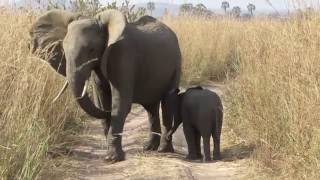 Ruaha National Park  Tanzania [upl. by Uaerraj]