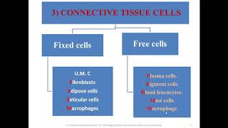 2 Connective tissue cells [upl. by Laband]