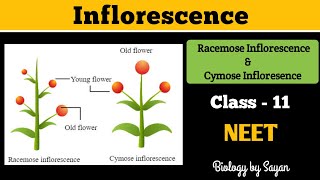 Inflorescence Racemose and Cymose Morphology of flowering plants Class 11 NEET [upl. by Wennerholn]