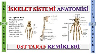 6 İskelet Sistemi Anatomisi  Ossa Membri Superioris  Üst Ekstremite Kemikleri  Bölüm 6 [upl. by Torto]