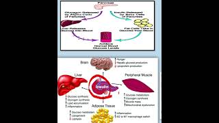 shorts insulin glucagon أحياء 3 ثانوي biologyscience [upl. by Materse]