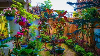 Spring Symphony Captivating Colors And Beauty in My Backyard Garden 🌷🌼 [upl. by Friederike]