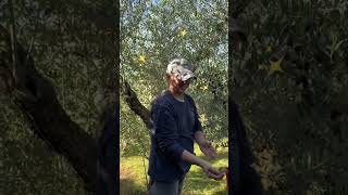 Raccolta olive 2024 🫒💪🏻pt1 raccoltaolive olive olives vlog farmlife olivetree [upl. by Yrot]