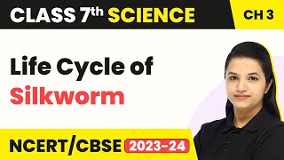 Class 7 Science Chapter 3  Life Cycle of Silkworm  Fibre to Fabric [upl. by Odrareve]