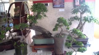 Bonsai en Venezuela Taller de Penjing Maracaibo Expo [upl. by Ydnim]