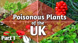 Poisonous plants of the UK [upl. by Llarret458]