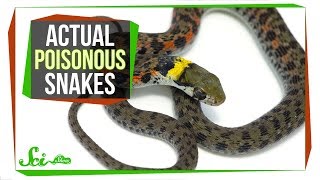 Behold—Poisonous Snakes Yes You Read That Right [upl. by Vin]