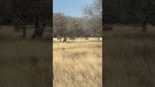 Tsessebe Hunt Limpopo North Safaris [upl. by Nowyt]