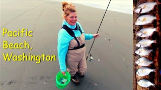 Surf Perch Fishing Washington State Catch amp Cook [upl. by Aurita]