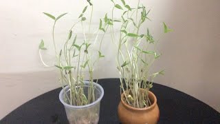 How to grow mung bean plant at home on cotton [upl. by Charleton190]