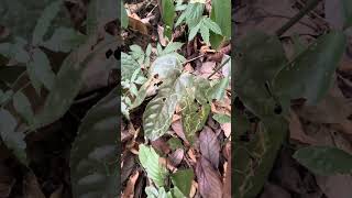 Mystery Patterns on the Leaf👀 nature rainforest plants shorts [upl. by Calmas111]