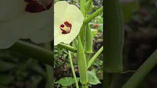 Karkala Bili Bende or Okra size of one feet yputubeshorts okra karkala mangalore kerala [upl. by Inaoj534]