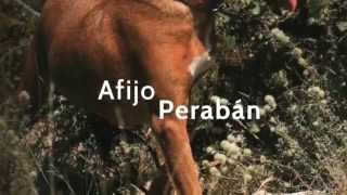 Podenco Andaluz Afijo Perabán [upl. by Aimahs]