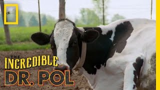 How Now Bloated Cow  The Incredible Dr Pol [upl. by Ahtikal]