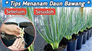 Resep Menanam Daun BawangAnti Busuk [upl. by Iridis]