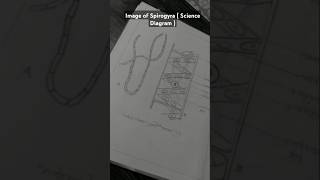 Image of spirogyra science diagram diagram  Spirogyra [upl. by Elleirol11]