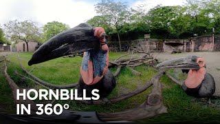 Worlds Largest Hornbills Inspect 360° Camera [upl. by Ecirad]