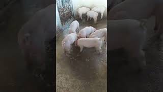 leitão pra engordar pai durok PO mãe F1 landrace com large white [upl. by Bor]