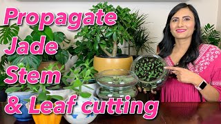 How To Propagate Jade Plant From Stem amp Leaf Cutting  Watering  Sunlight  Transplant amp Care [upl. by Hayman]