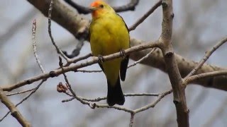 Western Tanager singing [upl. by Adelaida]