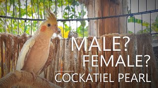 Cockatiel Pearl Male or Female From Nono and His Female [upl. by Alyar466]