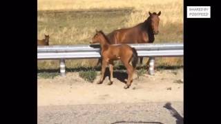 Man Returns Lost Baby Horse To Its Mom… How beautiful [upl. by Roswell]