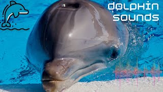 What sounds do dolphins makeBeautiful Dolphin SoundsNature Sounds [upl. by Yatzeck]