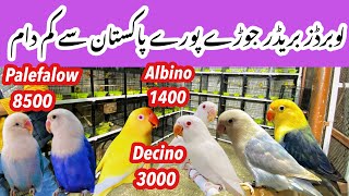 Lovebirds Creminodecinoalbinopalefalow ki bahut Bari offer in Islamabadbirds Islamabadpets345 [upl. by Asteria]