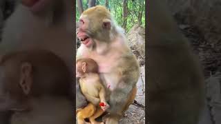 Sad sad monkey King viralvideo nature animal shortvideo shortsfeed reelschallenge safari [upl. by Annahsor]