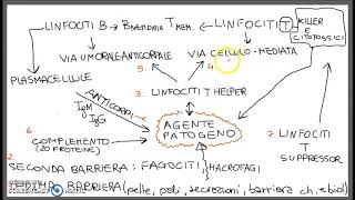 sistema immunitario  schema [upl. by Roderich]