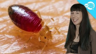 How Do Bed Bugs Work [upl. by Dominik]