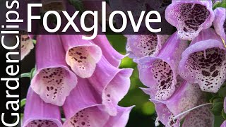 Foxglove  Digitalis purpurea  Growing Foxglove [upl. by Airemaj]