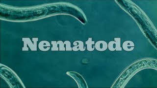 What Are Nematodes Nematode Under A Microscope [upl. by Assyram902]