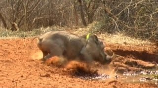 Bow hunting  warthogs and water melons [upl. by Gean188]