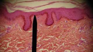 EPITHELIAL TISSUES HISTOLOGY ANATOMY Skin Intestine Professor Fink [upl. by Eidnyl173]