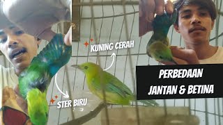 Perbedaan Mutlak Cucak Rante Betina Dan Jantan Sumatra [upl. by Karub]