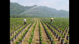 Menghitung luas areal pembibitan kelapa sawit serta kebutuhan bibit kelapa sawit [upl. by Reed]