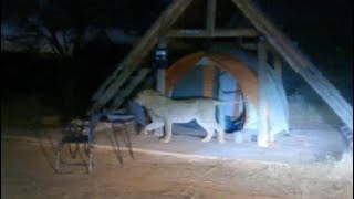 Watch Lion Enters Tent Forces Campers To Take Refuge In Car [upl. by Nitneuq]