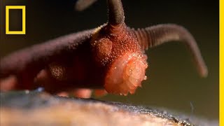 This Worm Uses a quotSilly String of Deathquot  National Geographic [upl. by Ahsuoj755]