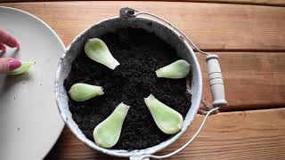 How to propagate succulents House Leek [upl. by Aihsemaj]